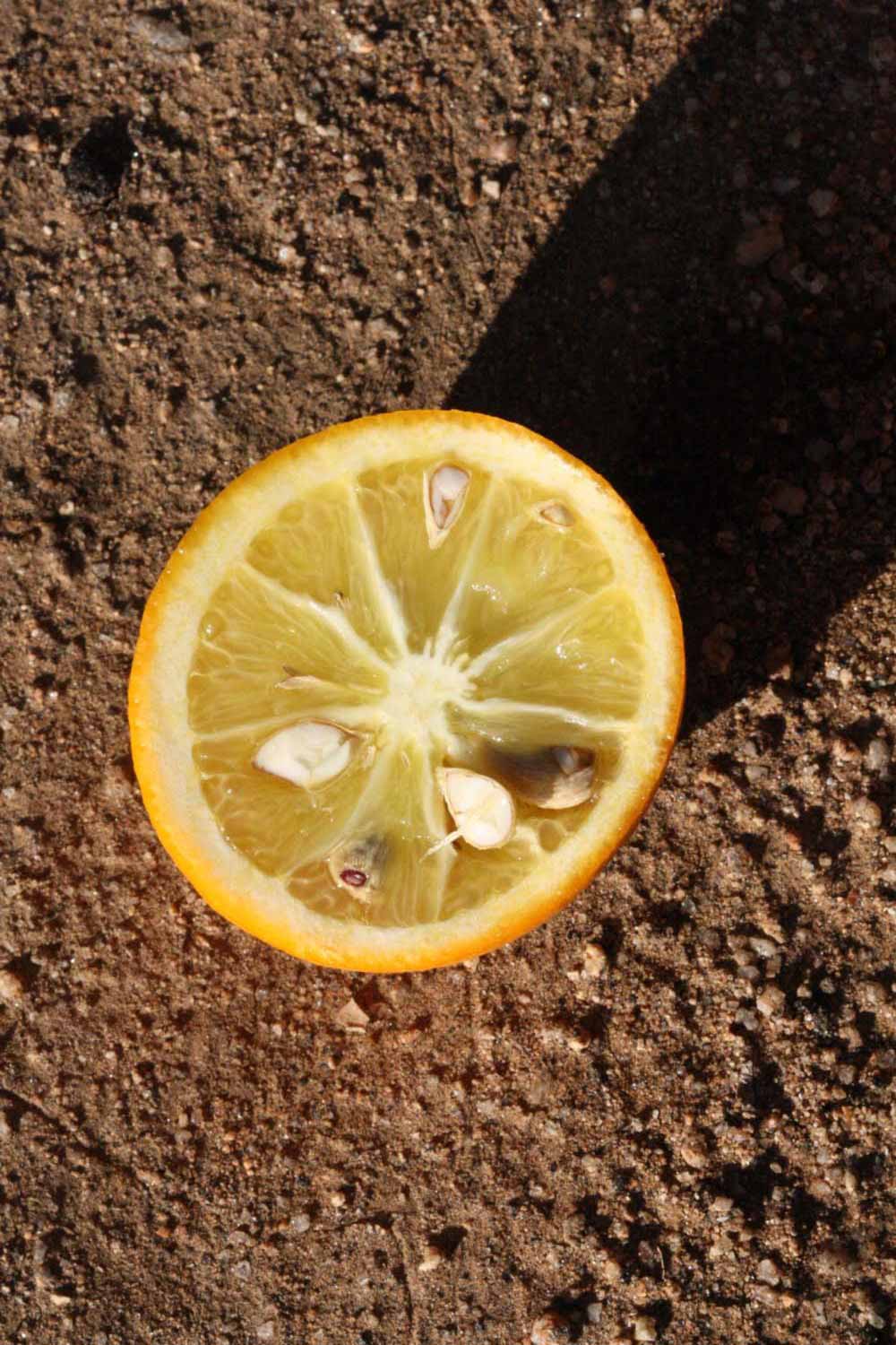            Fruit cross-section (Riverside, CA)   